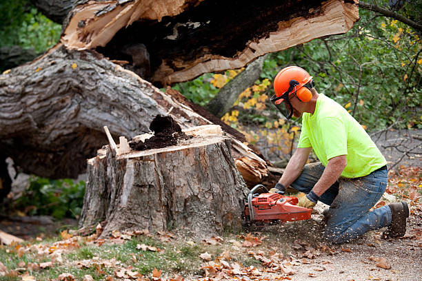 Best Tree Mulching  in Brandywine, MD